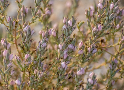 A flowering bush with small pale pink flowers