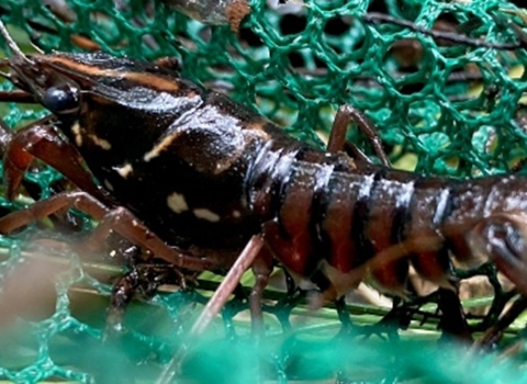 Black creek crayfish in a green net