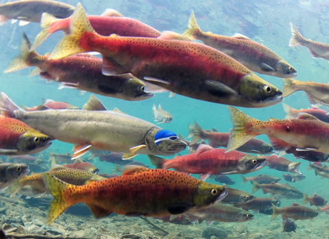 A silver bull trout swims among pink and green fish. The trout wears a swim cap and goggles