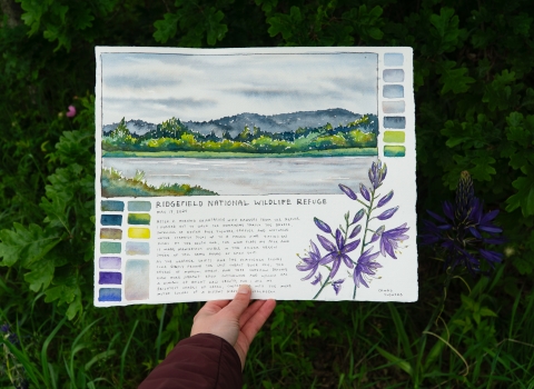 A hand (the artsit, Claire Giordano) holding her artwork up, next to the Camas plant she painted of a wetland scene and camas lily.