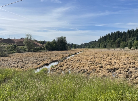 Green invasive grass borders browned grass in a wetland surrounded by trees