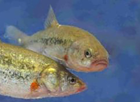 Two yellow and white speckled fish with slight frowns. 