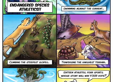 A six-panel comic strip featuring animals that are competing in the Endangered Species Athletics.