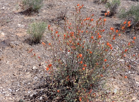 A shrub-like plant with showy, bright orange flowers.