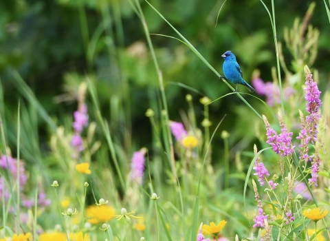 blue bird sits in a meadow with purple and yellow flowers