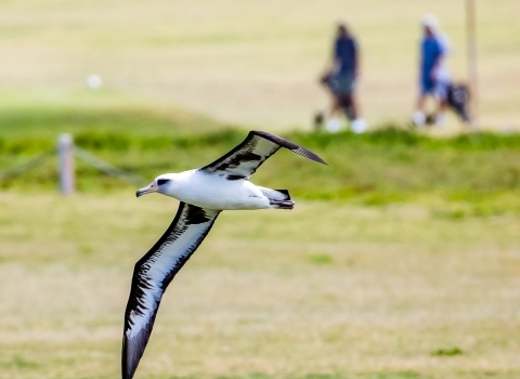 Laysan albatross flying above Kahuku Golf Course