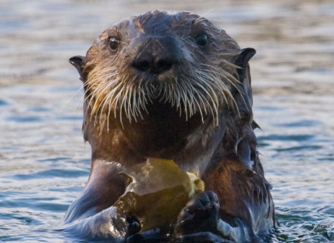 a brown sea otter pops its head out of the water while holding a piece of kelp