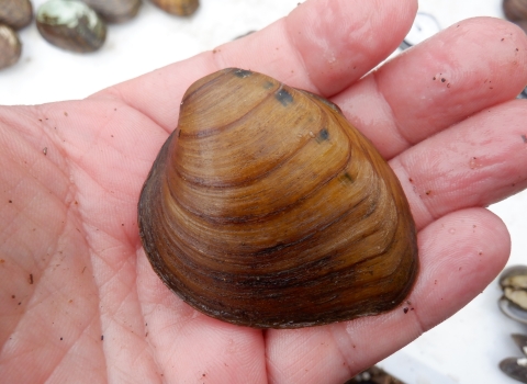 close up of a freshwater mussel laying in a person's hand