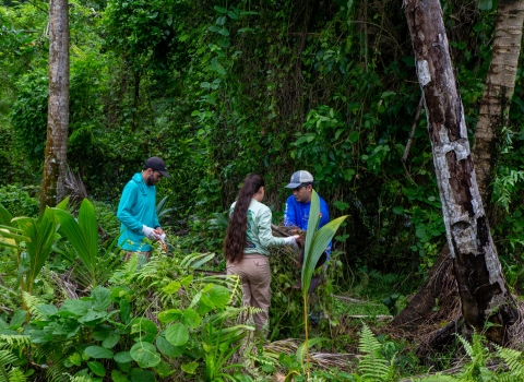 Three people are hand pulling invasive vines from the limestone forest on Guam National Wildlife Refuge.