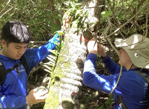 Two kupu members are collecting data on a fadang. One member is measuring the height of the fadang while the other member is putting flagging tape around the tree.