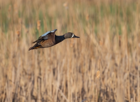 duck flying low over brown wetland plants