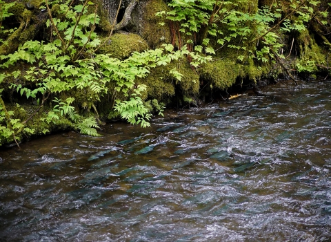 salmon migrating up a creek