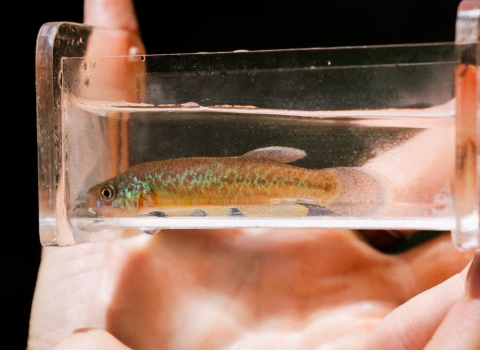 Viewng box held in hand with colorful fish inside