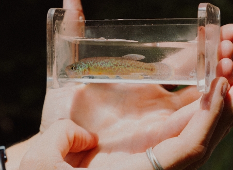 Hands holding fish in viewing glass