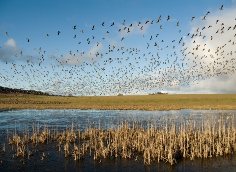 Flock of Canada geese in flight over from a wetland edged in grasses.