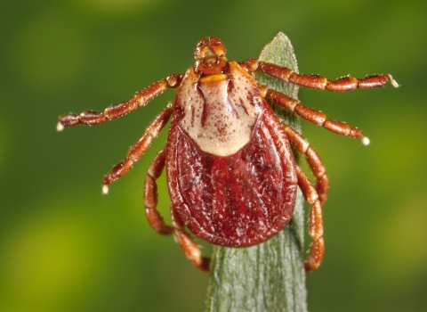 A macro photo of a bright red tick