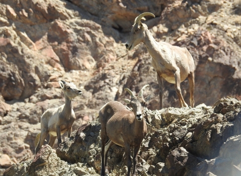 Desert bighorn sheep standing on rocky mountainside