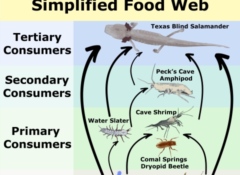 A simplified food web with the words, Edwards Aquifer, Texas simplified food web. Producers are on the bottom of the web and include CLAMs and decaying plants. The primary consumers are comas springs dryopid beetle, water slater and cave shrimp and are found on top of the Producers box. Secondary consumers include Peck's cave amphipod and is found on top of the primary consumer box. Tertiary consumers is the Texas blind salamander and is found on top of the secondary consumer box. .