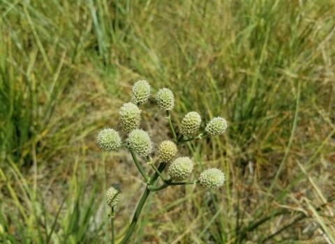 A cluster of light green, cone-shaped flowers of Arizona eryngo blooms among other Arizona eryngo plants.