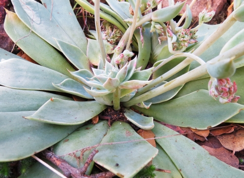 A rosette of succulent leaves with pink and white flowers are splayed out among brown leaves.