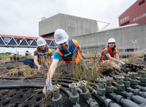 Workers in construction gear plant in the Inner Harbor wetland