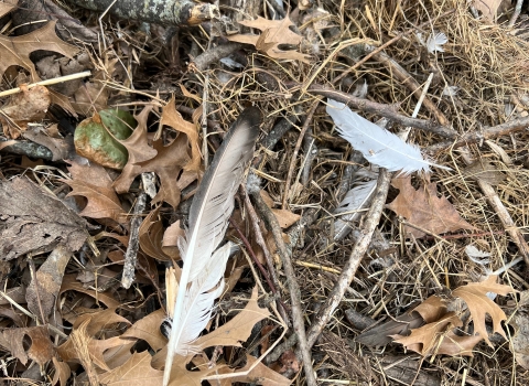 bald eagle feathers from destroyed nest