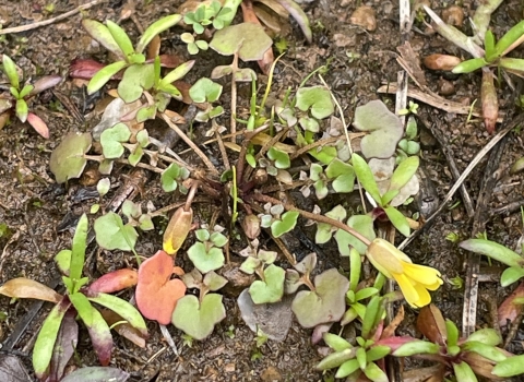 Light green, lobed leaves grow in a basal rosette. Two slightly blooming yellow flowers erupt from the plant’s center. 