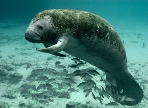 Manatee resting in a body of water with a school of mangrove snappers..