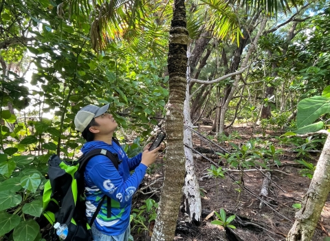 Joshua Artuz, Kupu CLDP member, tags and assessment Fadang (Cycas micronesica) health