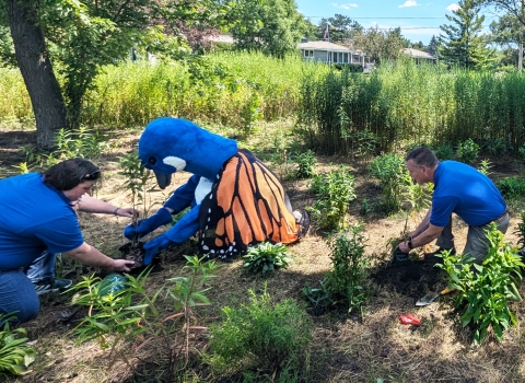 Person dressed up in a blue and white goose mascot with large orange, black and white monarch butterfly wings planting a garden along with two people in. blur shirts