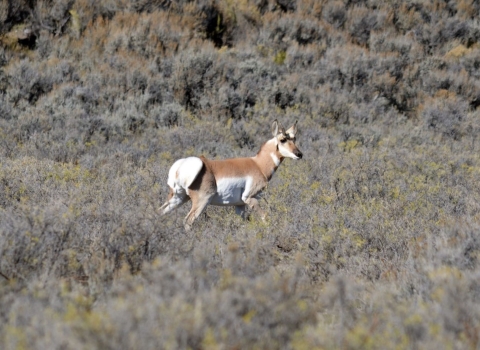 Pronghorn surrounded by Sea of Sage