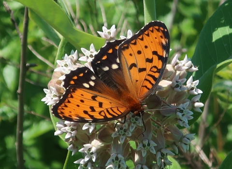 Regal fritillary butterfly on a common milkweed