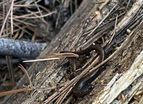 a brown relictual slender salamander rests on a decaying log