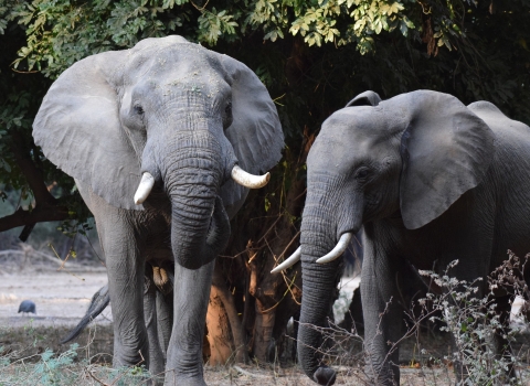 Savanna elephants