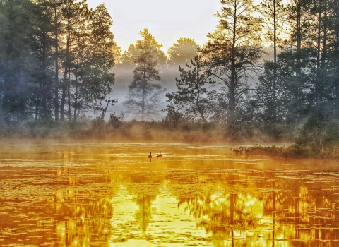 Foggy morning day on a refuge pool