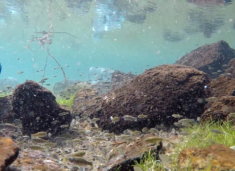 An underwater image of small silver fish swimming near brown lava rocks above a sandy and grassy river bottom.