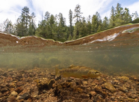 A trout with dark spots swims in a shallow stream, the forest is visible above the waterline