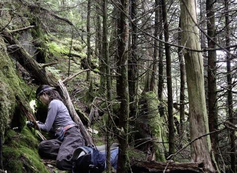 Biologist seated on the forest floor, closely examining a rock face