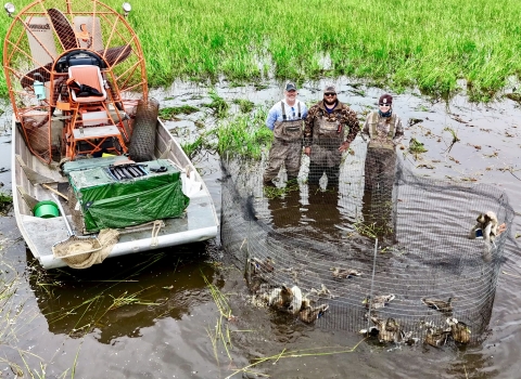 three people stand next to an airboat and a trap full of ducks