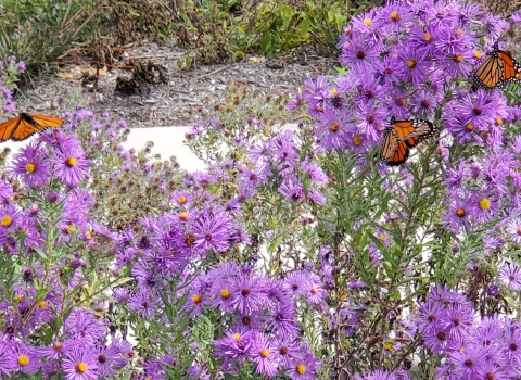 purple wildflowers with orange and black monarch butterflies