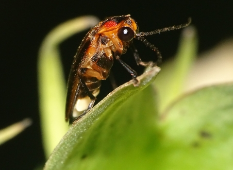 View from the side of an insect perched on a leaf