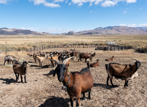 Goats standing in a corral looking at the camera with a sagebrush landscape and mountains in the background.