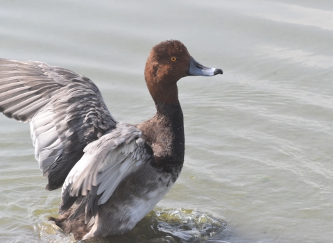 male redhead duck with wings spread