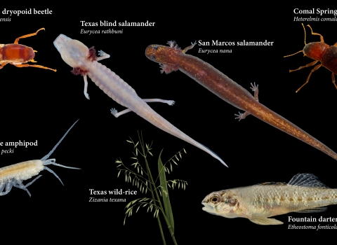 A photo collage of seven species found in the Edwards Aquifer on a black background. The species are the orange Comal Springs dryopid beetle, the pink to clear Texas blind salamander, the tan to orange San Marcos salamander, the orange to burnt red Comal Springs riffle beetle. The second row of species features the clear Peck’s cave amphipod, the green and yellow Texas wild-rice and tan and blue fountain darter.