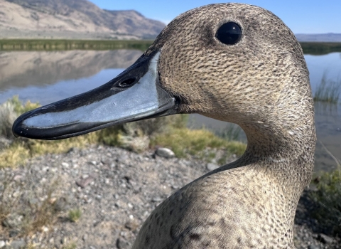 closeup of a duck head