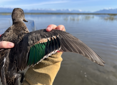 closeup of the wing of a green-winged teal