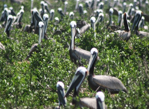 colony of pelicans on ground