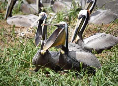 group of pelicans sit on ground, ones in center with mouths open