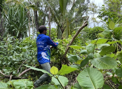 Kupu member Matt Reardon removing invasive vines (Mikania micrantha)