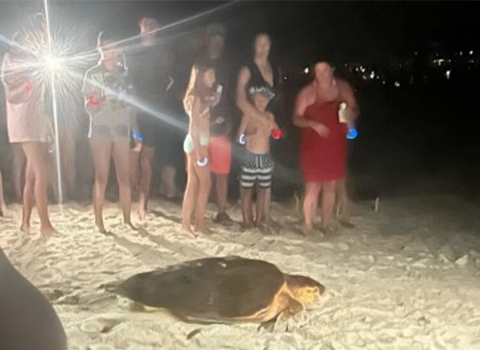 A sea turtle attempts to nest, but tourists and their lights scared it back into the water.